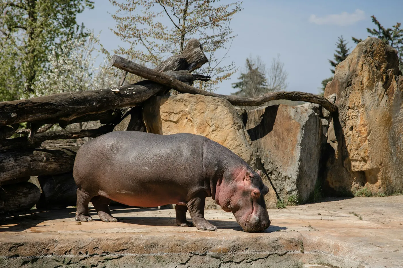 Flusspferd im Außengehege des Prager Zoos